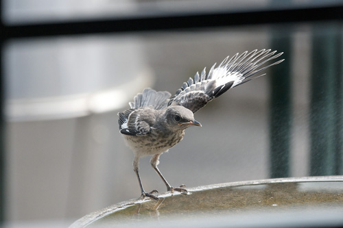 Baby Mockingbird 