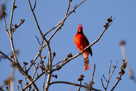 Cardinal Crest