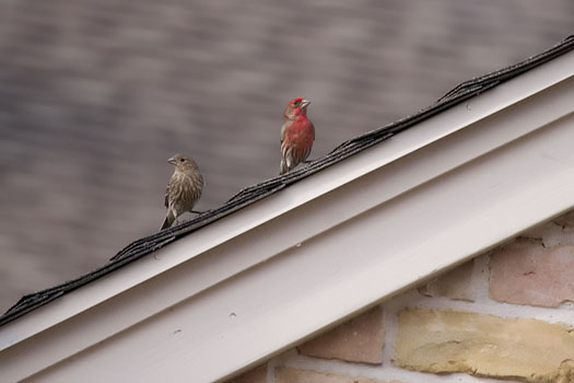 house Finches