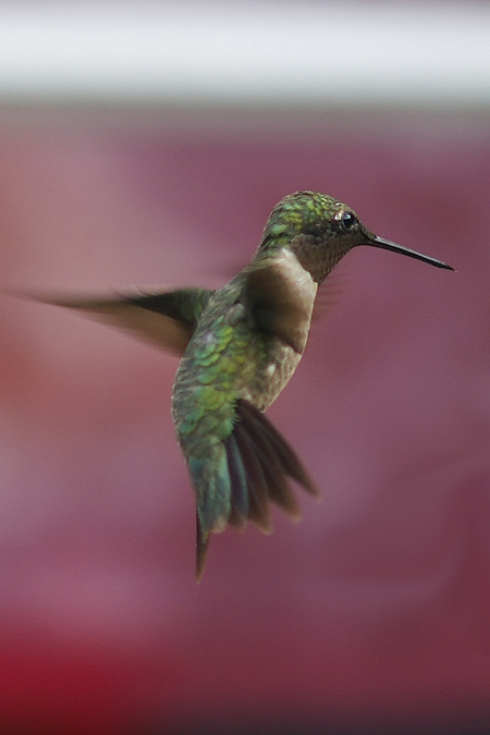 Hummingbird On Purple