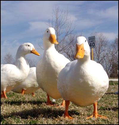 Aflac!