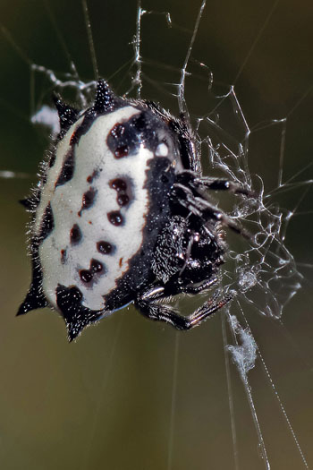 Jeweled Spider