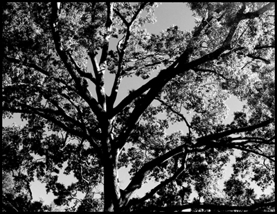Tree - Black and White