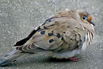 Mourning Dove puffed up against the cold
