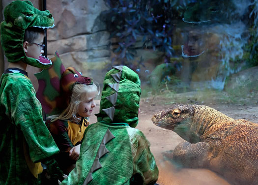 kids dressed as dinosaurs looking at a Komodo Dragon