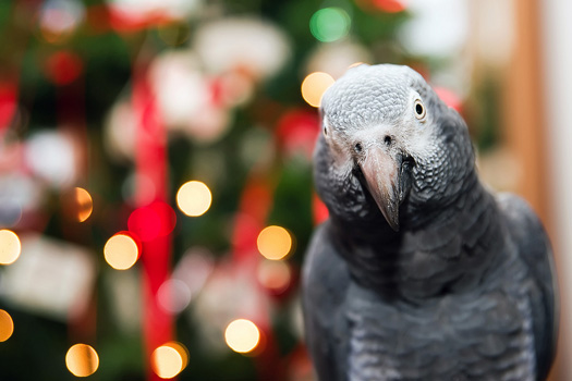 Happy Holidays from Dooley the Parrot